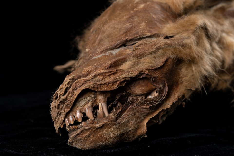 A perfectly preserved wolf pup dating back 57,000 years has been unearthed in Canada