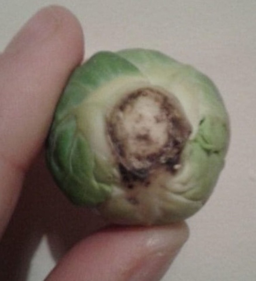 This is the sprout that looked so much like Jesus that one family couldn’t bring themselves to eat it