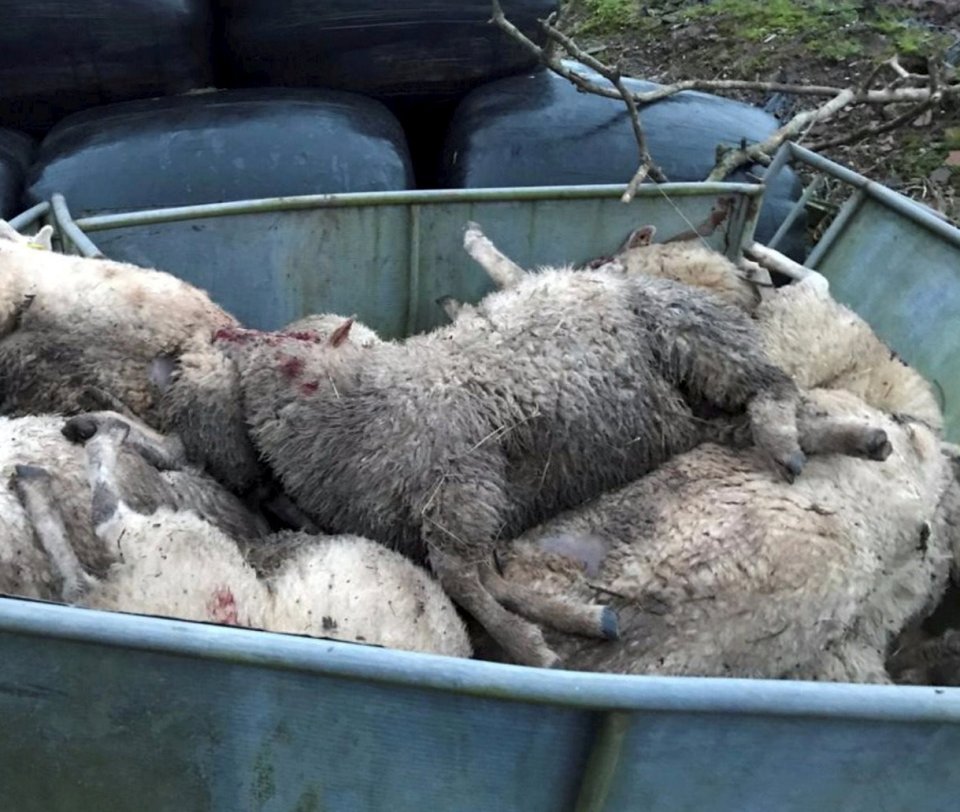 Thirty sheep have been mauled to death - allegedly by a pack of out of control dogs