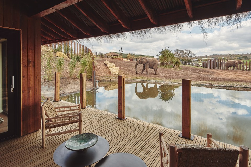 Six of the eight lodges will let you get close to the elephants