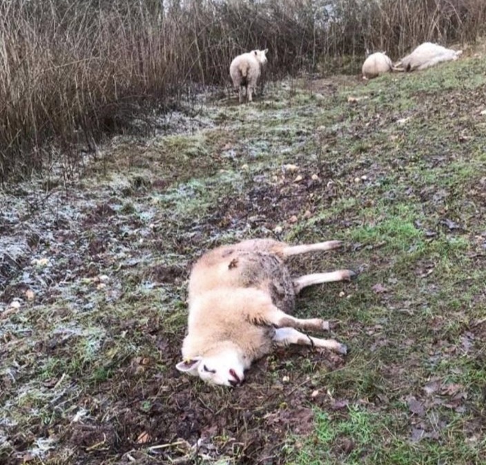 Sheep can be seen lying on the icy ground after the attack