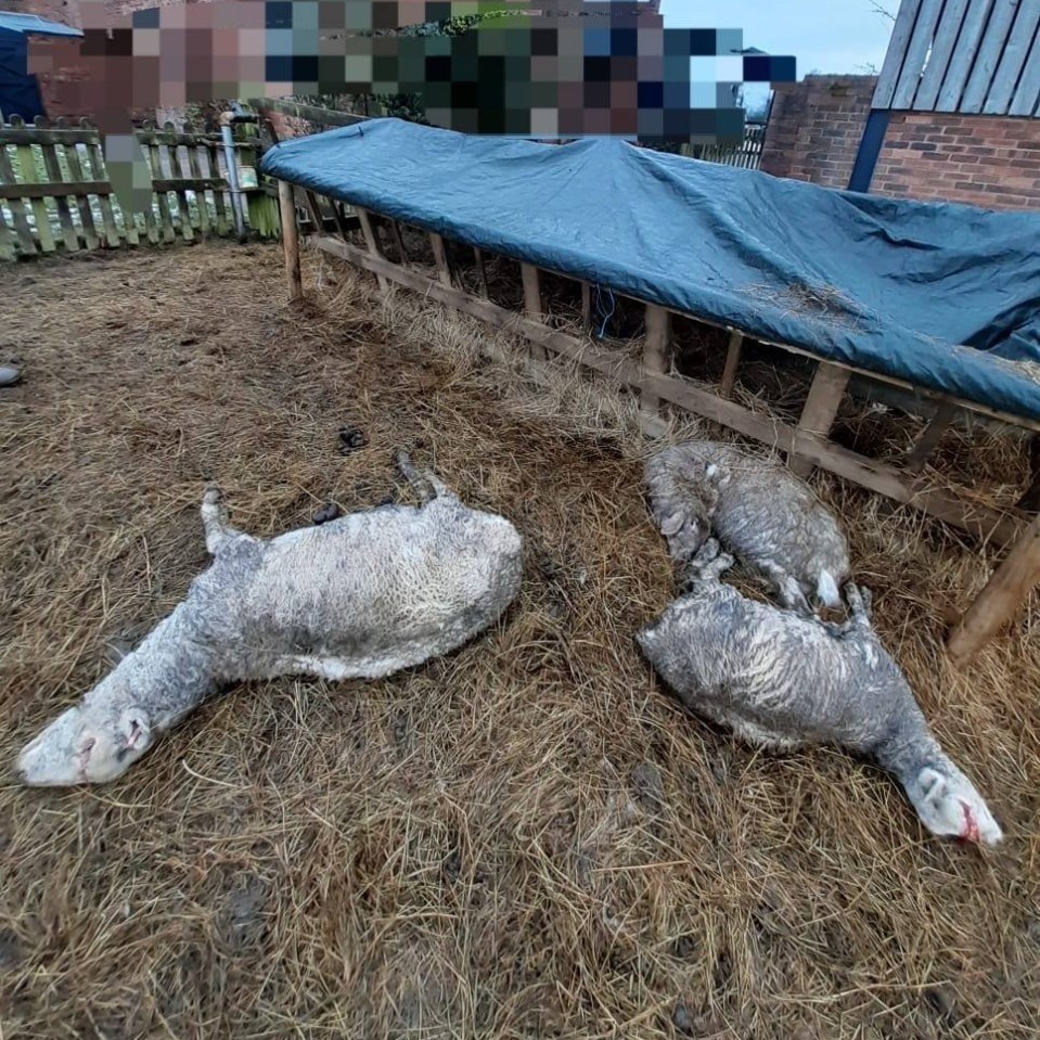 Six sheep were killed and four badly injured on a farm in Macclesfield, Cheshire