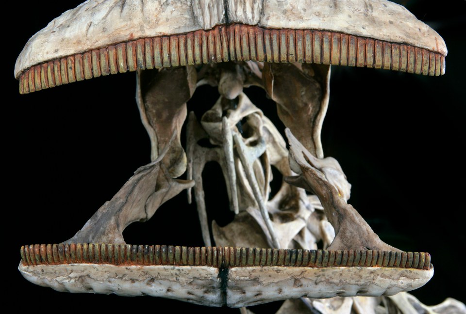 A depiction of the dinosaur's jaw, with rows of tiny teeth crammed into it