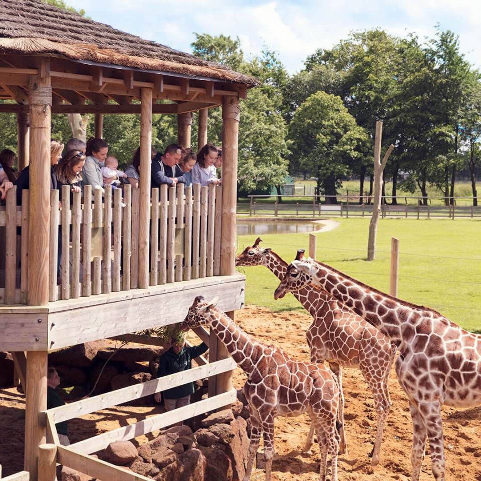 Adults and children alike will love seeing animals up close at Whipsnade Zoo