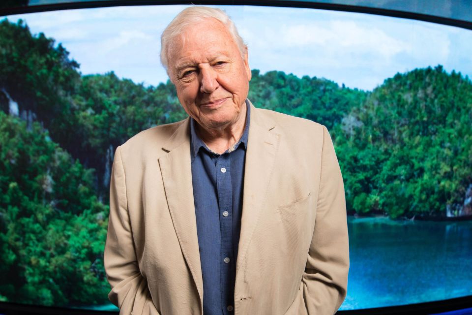 Sir David Attenborough narrated the BBC1 new year spectacle