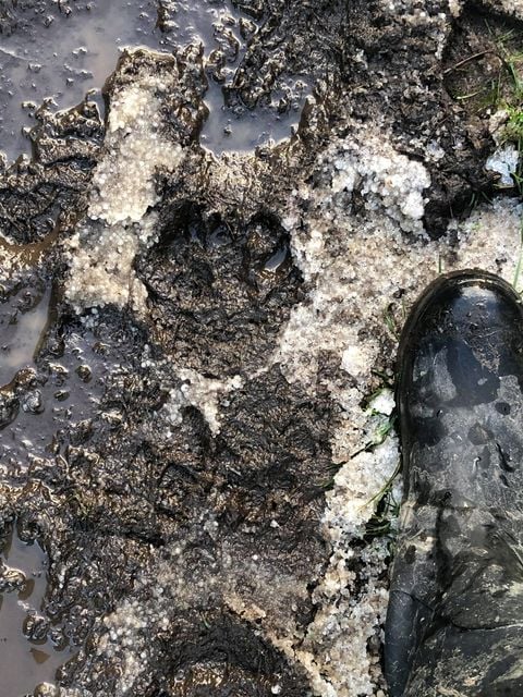 Big cat tracks were also discovered in Meliden, Prestatyn