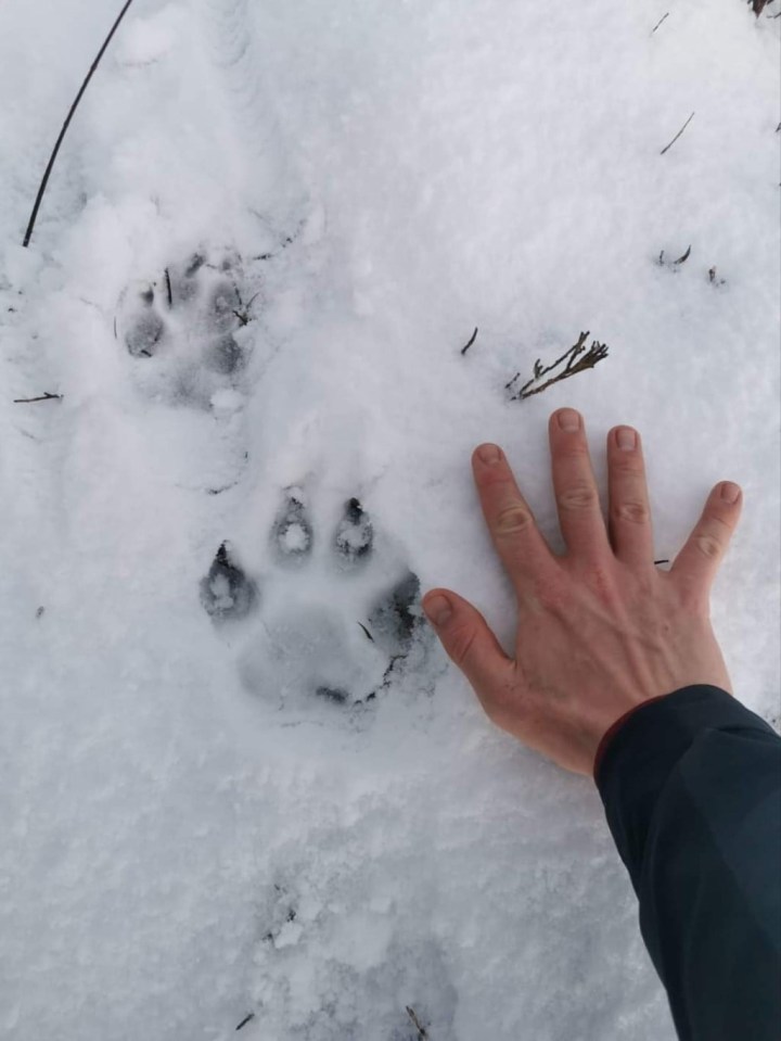 Paw prints were found in Rhiwlas, Bangor, last year