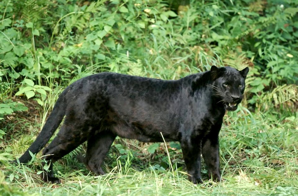 Several people claim to have spotted big cats around the UK