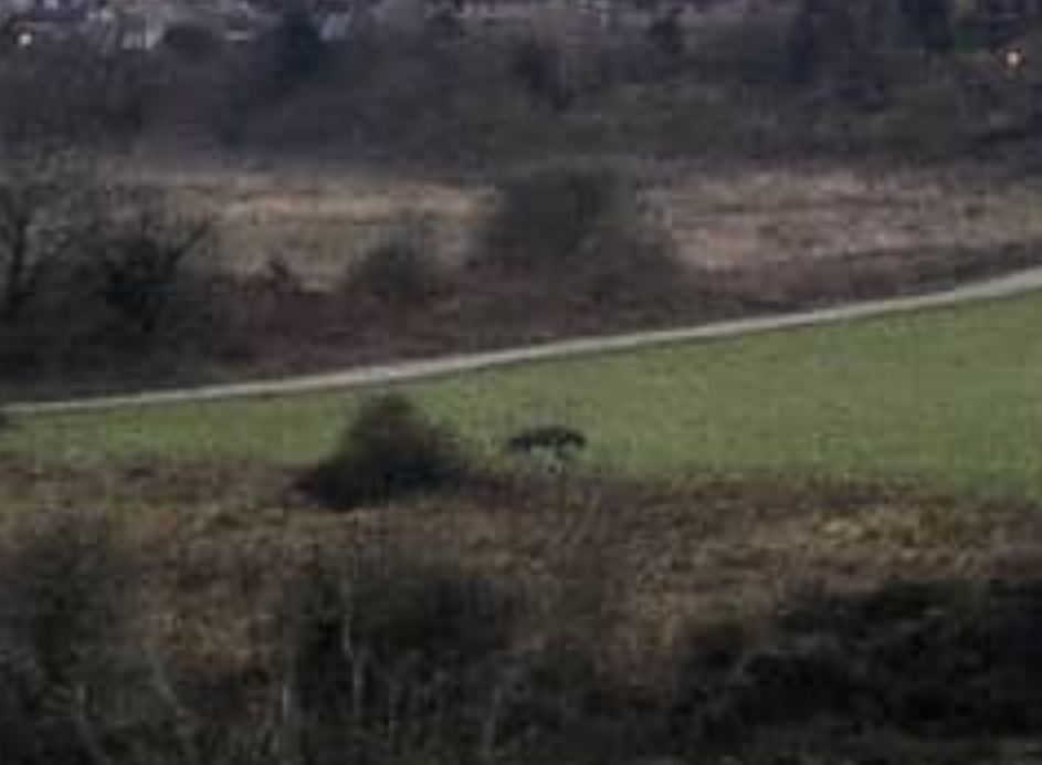 He pulled over to take a picture of the animal as it prowled