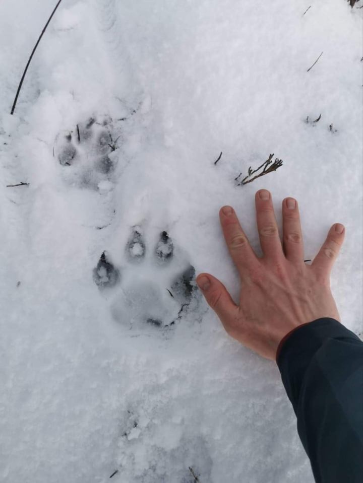 Paw prints were found in Rhiwlas, Bangor last year