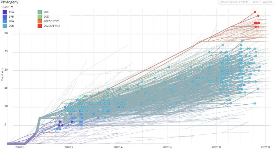 The graph above shows different variants of the virus in Brazil - the top right corner shows the new variant which has 10 mutations in spike 