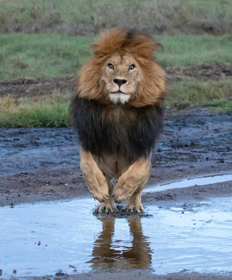 The male lion springs up from his back legs 