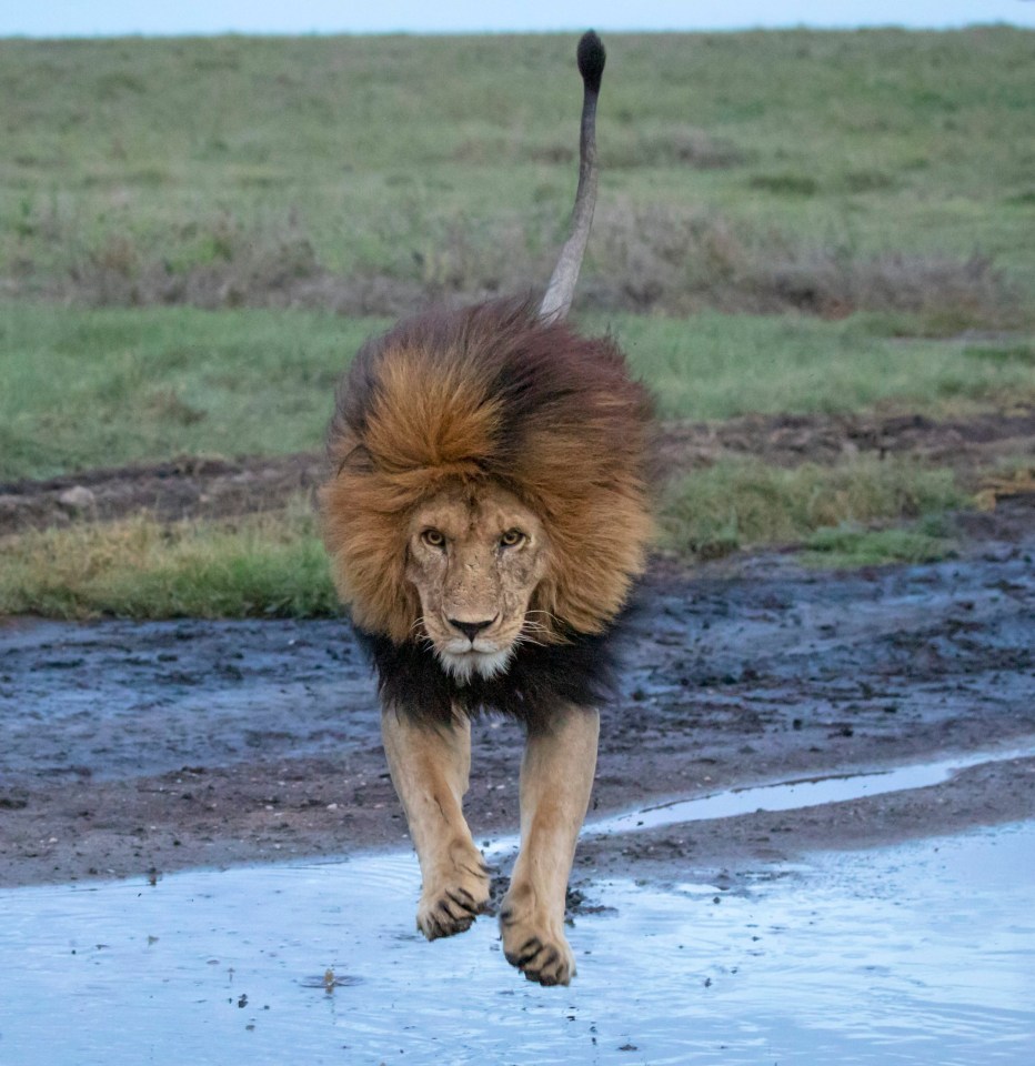 The king of the jungle mid jump 