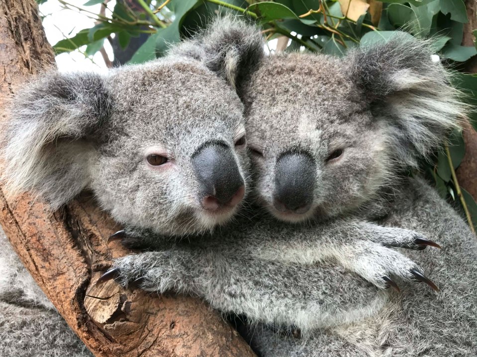 The heart-warming snaps show the koalas getting together for some good old-fashioned cuddle time in the Australian Reptile Park in Somersby, New South Wales, Australia