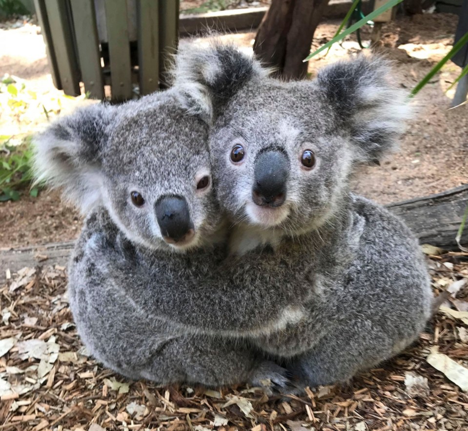 The furry marsupials have racked up thousands of likes from people in all corners of the globe