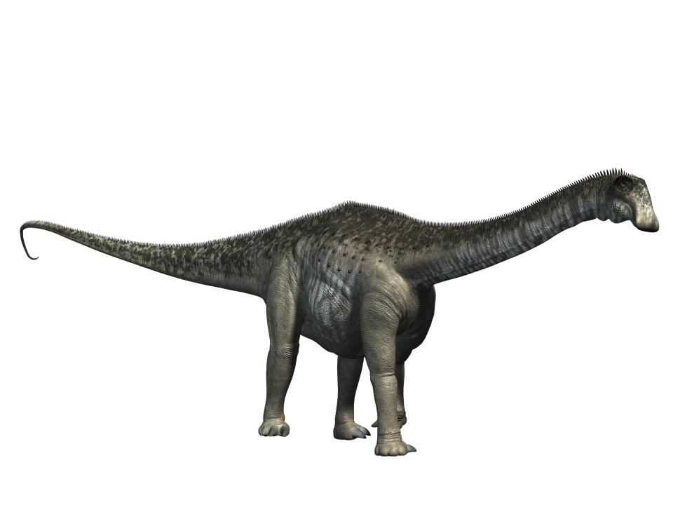 The Nigersaurus had a wide mouth lined with 500 slender teeth