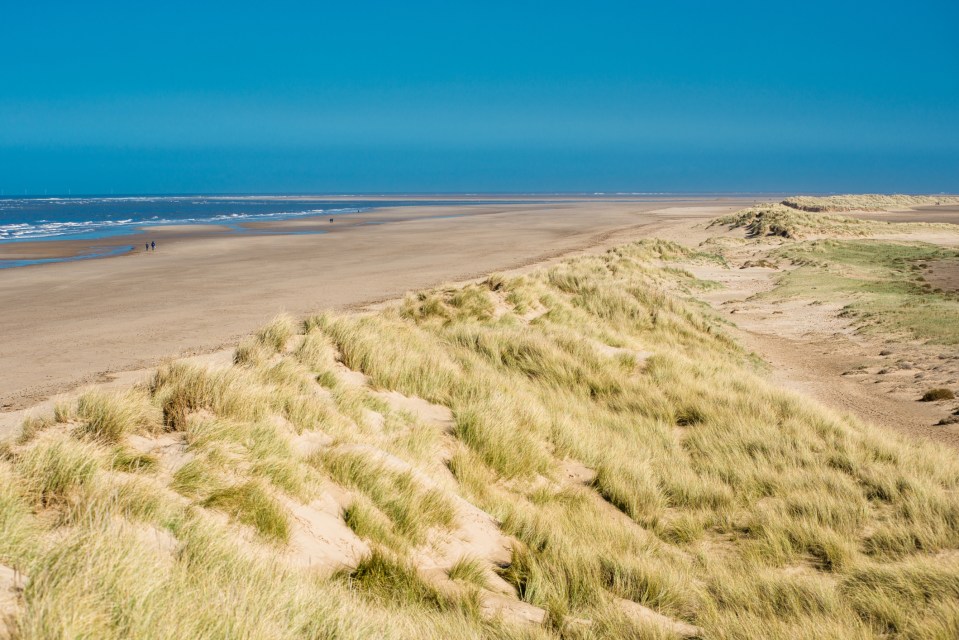 Spot wildlife during your dog walk on Holkham Beach