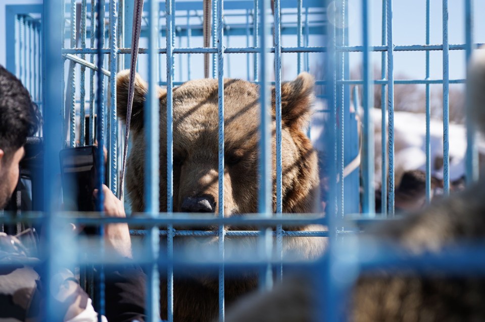 Some of the bears were reportedly rescued from people's homes