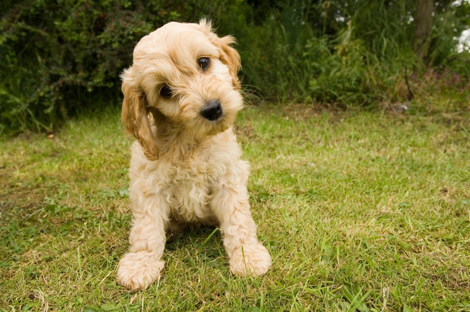 Colin wants to know why his Cockapoo Daisy gets scared by loud noises