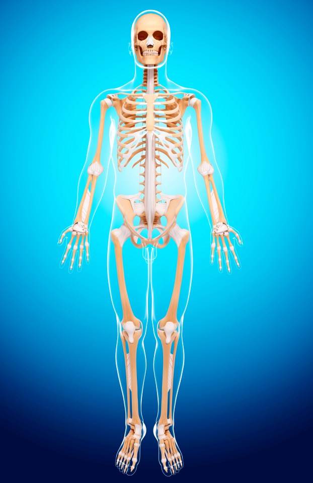 The femur is the longest bone in the adult human body