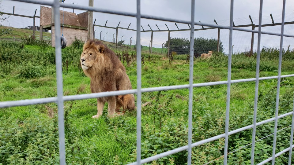 Lion is now being rehomed after Borth Wild Animal Kingdom was banned from having big cats