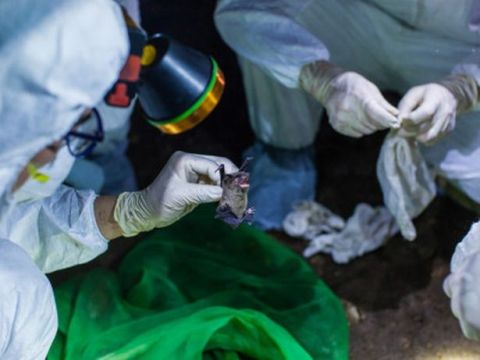 Chinese scientists from WIV handling a bat in a cave in Yunnan