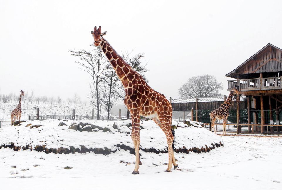 Giraffes make a rare appearance in the snow at Yorkshire Wildlife Park