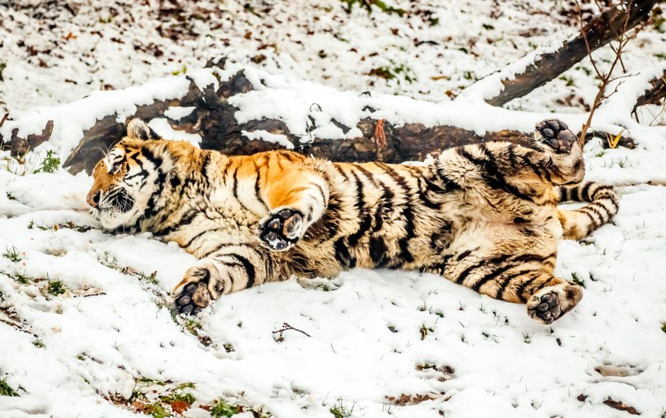 A Siberian tiger, enjoys rolling in the snow at Yorkshire Wildlife Park in Doncaster