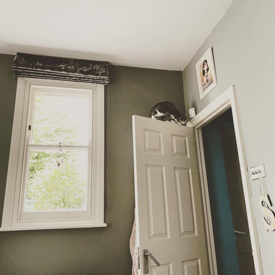 Matt’s adorable cat finds some questionable hiding places