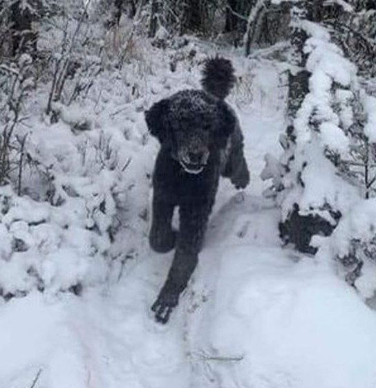 Do you see a many running into the forest and a dog running out?