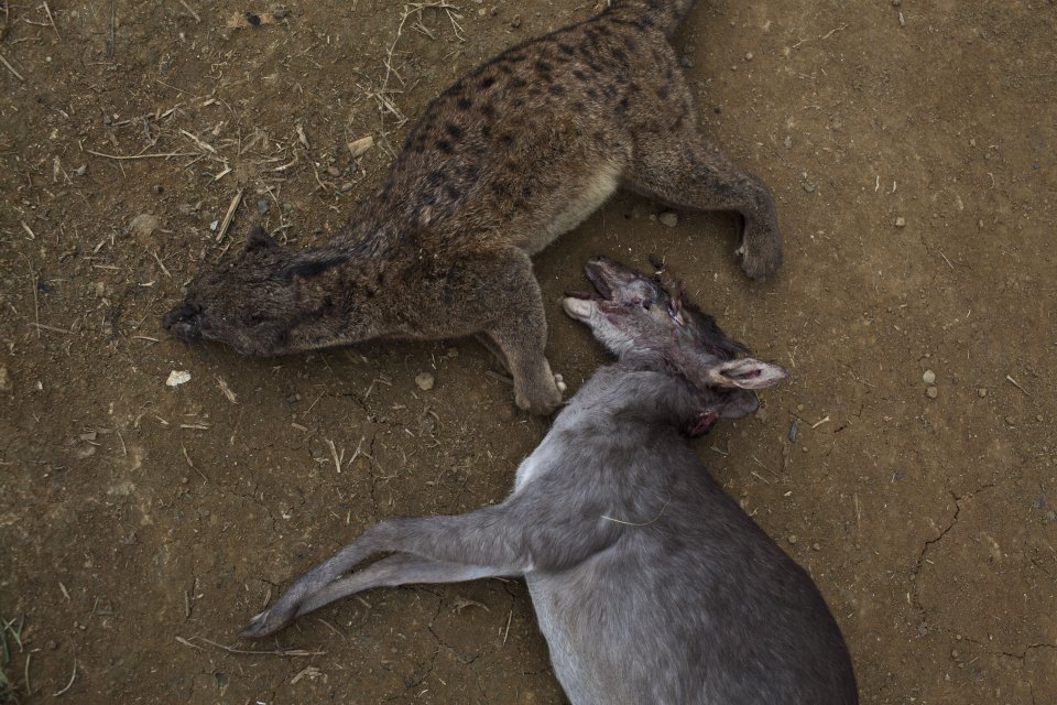 Bushmeat sold on the side of the road in Nayabissam, Cameroon