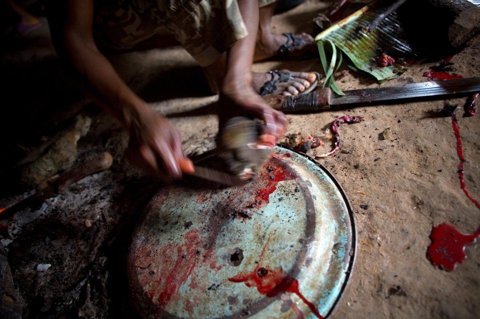 A small species of monkey shot for its meat by local hunters in Ngoilya, Cameroon