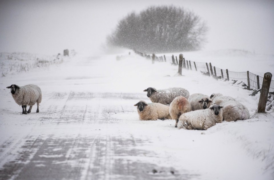 Chilly sheep huddled together in the Derbyshire Peak District