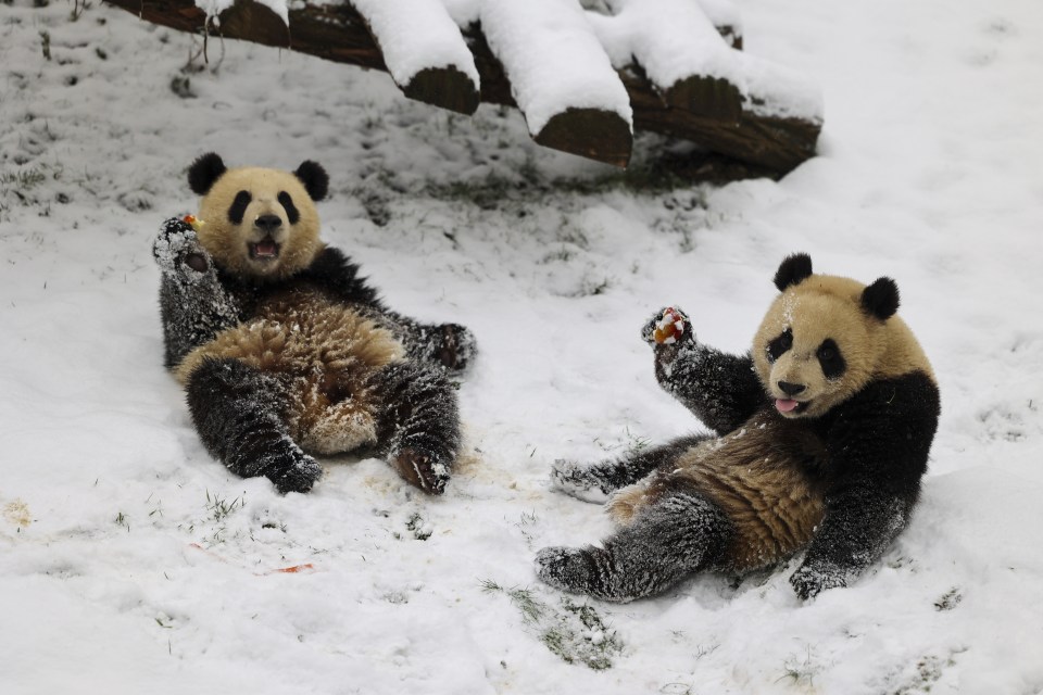 Their thick fur helped the pair to react well to the ice