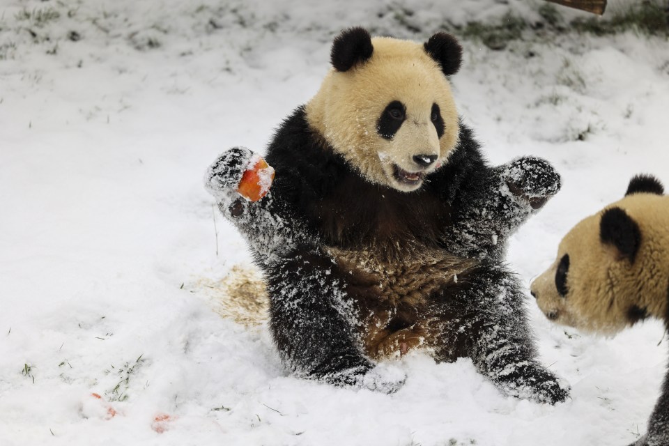 The pair are being playful as they stick out their tongue to catch snowflakes