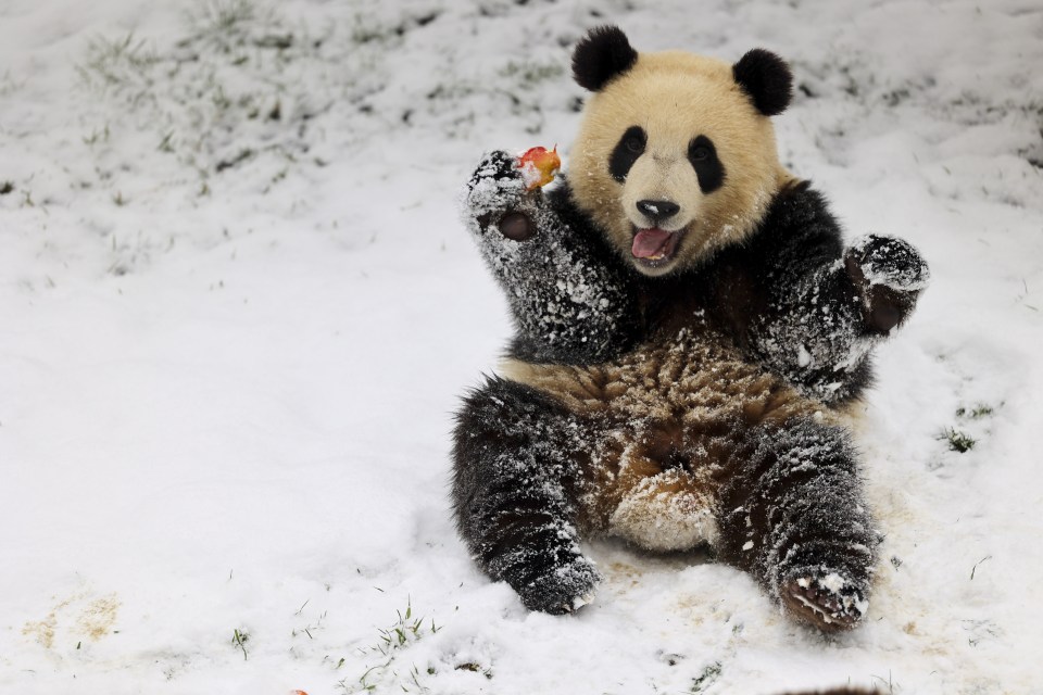 Incredible snaps show this giant young panda enjoying its first taste of snow