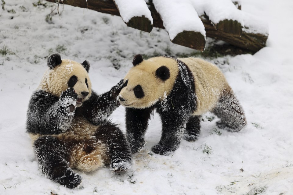 The adorable twins are loving the ­-8C weather despite their natural habitat being in the forests of southwest China