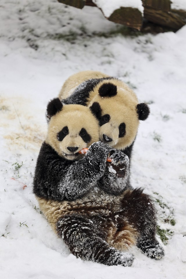 Twins Bao Di and Bao Mei were born at a Belgium zoo in 2019