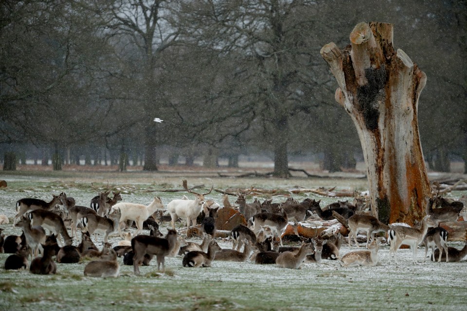 Deer in falling snow at Bushy Park in south west London