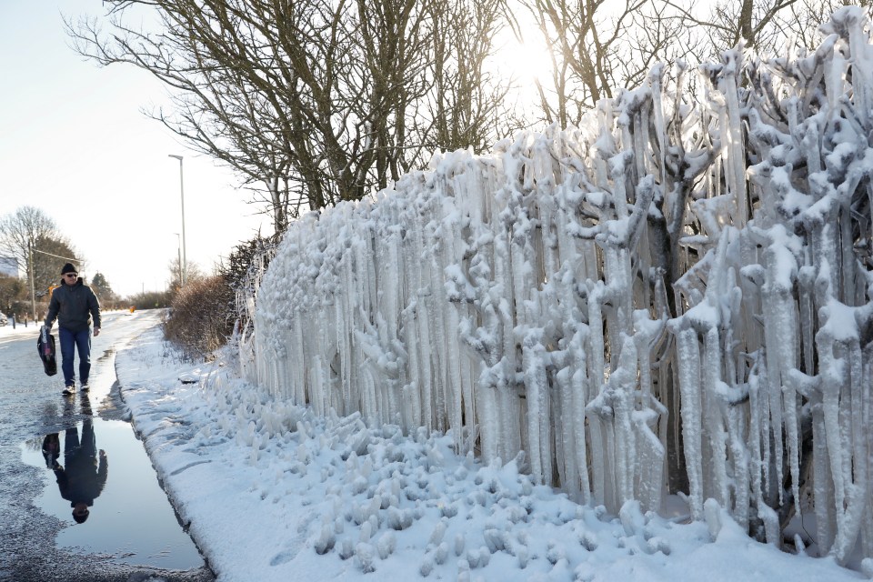 A person walks past a frozen hedgerow in Darlington