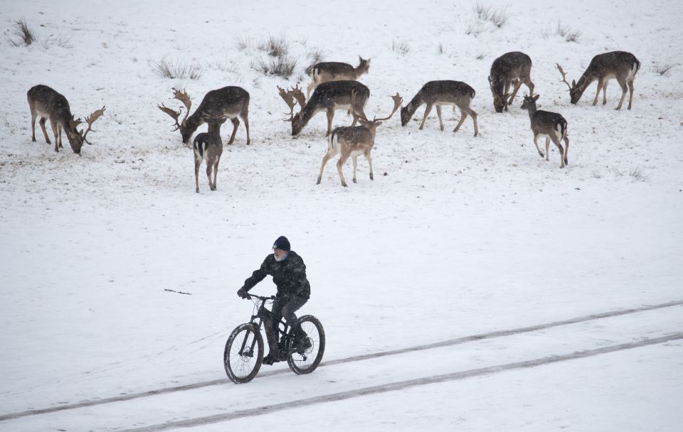 A person cycles in the snow past a heard of deer as they make their way through Knole Park, near Sevenoaks in Kent