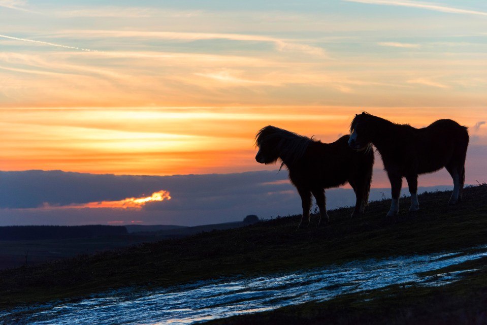 Mountain ponies graze in bitterly cold weather at 400 metres above sea level on the Mynydd Epynt range near Builth Wells in Powys, Wales