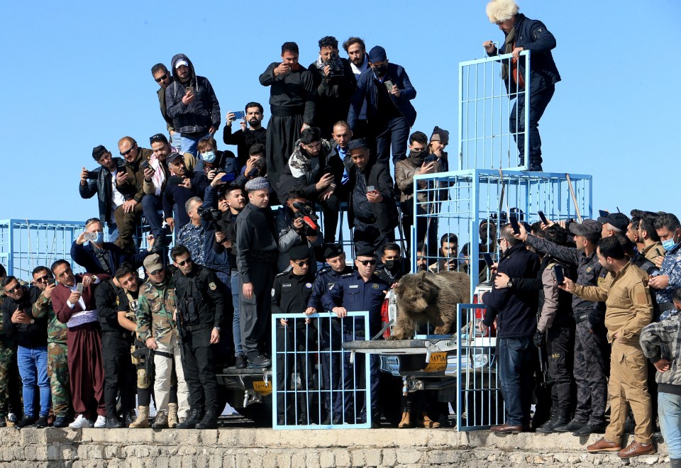 A huge crowd of spectators watched inches away as the caged bears took their first steps to freedom