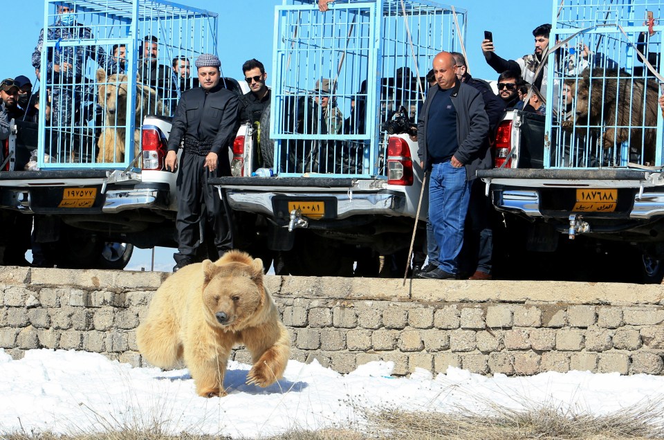 A bewildering crowd of people watched as they emerged from their cages