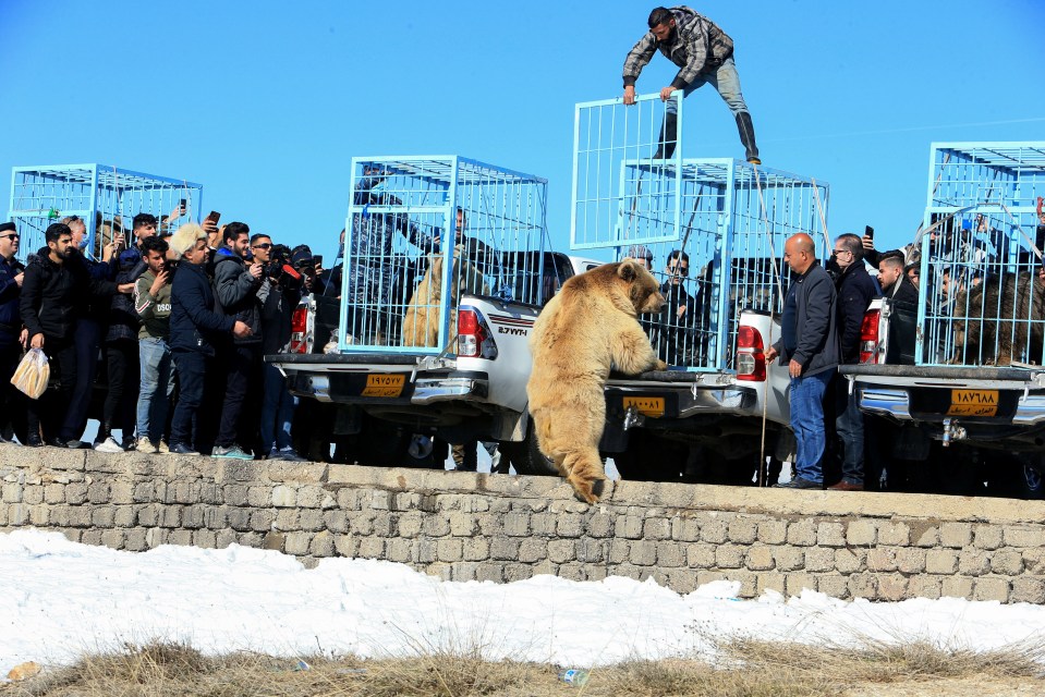 The captive bears were released into their natural habitat