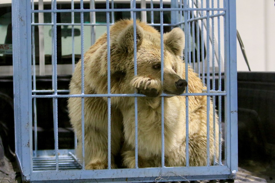 Six Syrian brown bears were released from cages in Iraq's Gara mountains