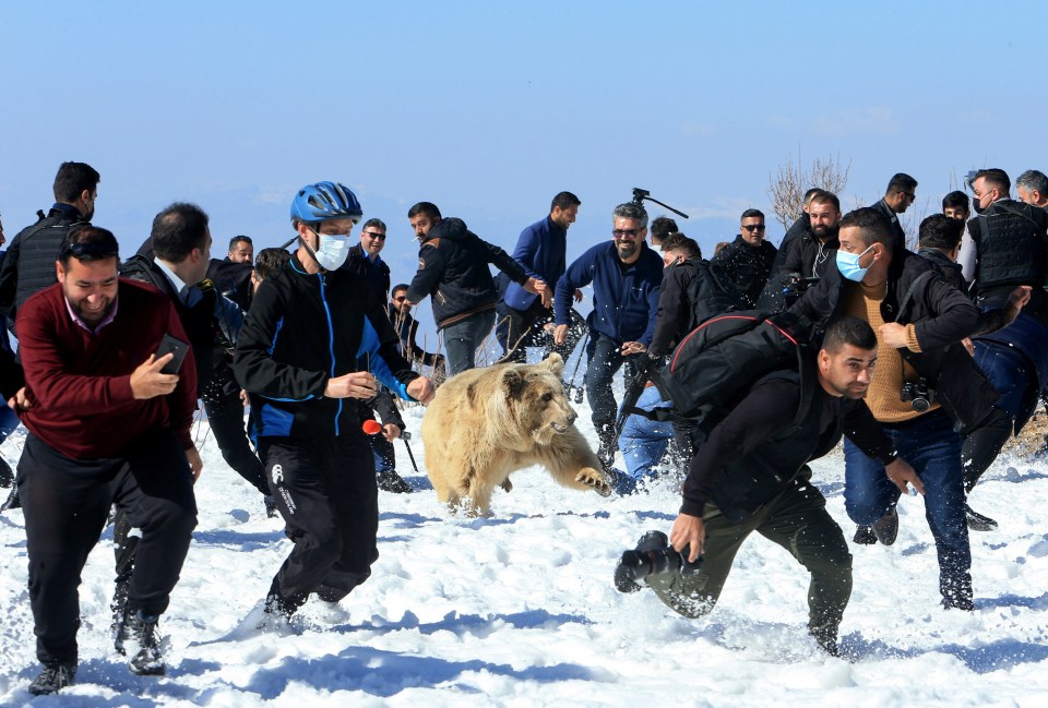 Terrified spectators run for cover as a bear goes on the attack