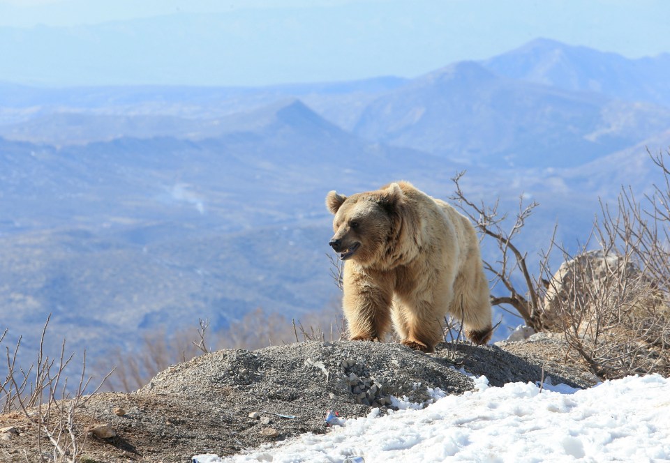 Syrian brown bears were once widespread across the Middle East but are almost extinct in the wild