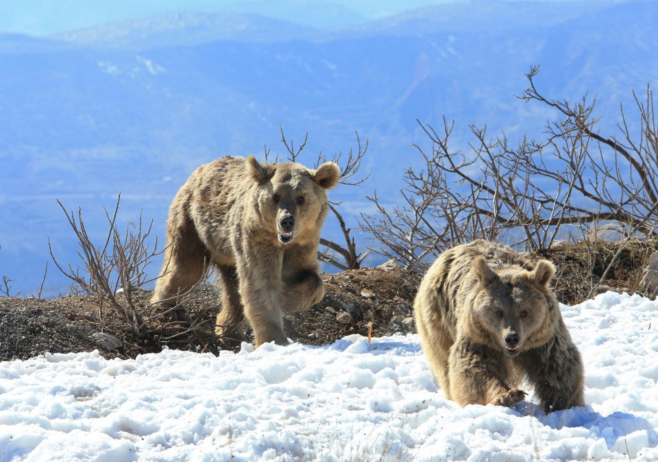 They eventually wandered off into the wilderness