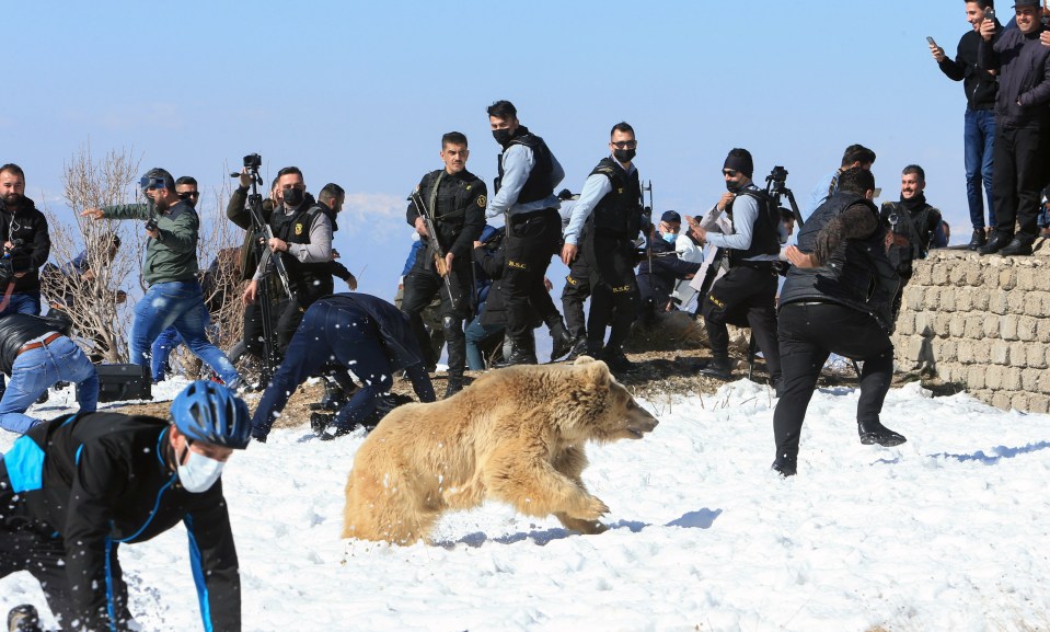 A wildlife conservation project to release endangered bears into the wild descended into chaos